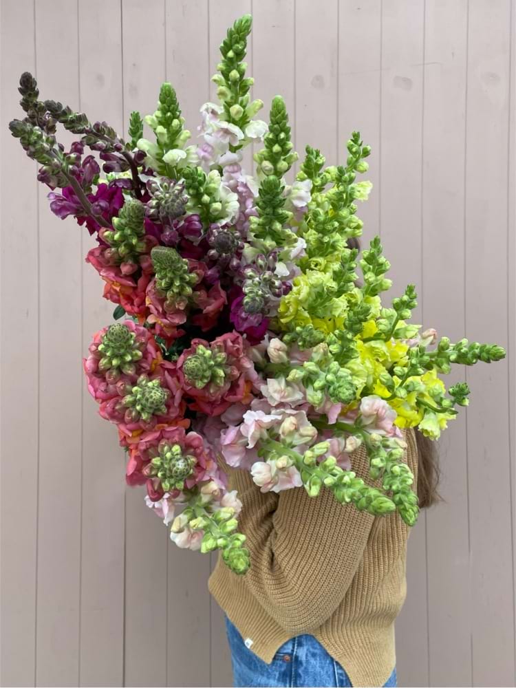 Snap Dragon Market Bunch