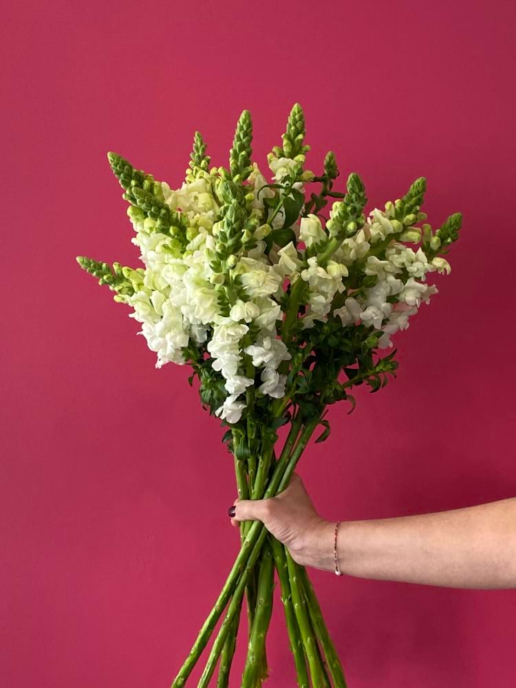 Snapdragons